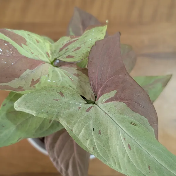 Syngonium_Strawberry_Milk,_With_White_Decor_Pot