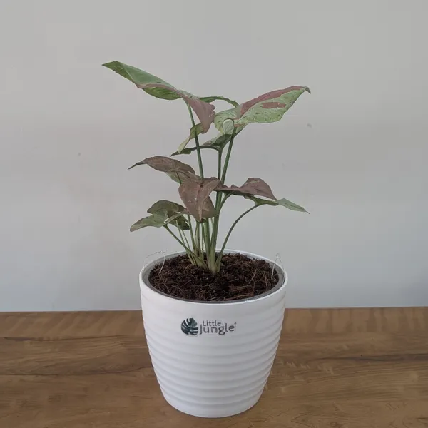 Syngonium_Strawberry_Milk,_With_White_Decor_Pot