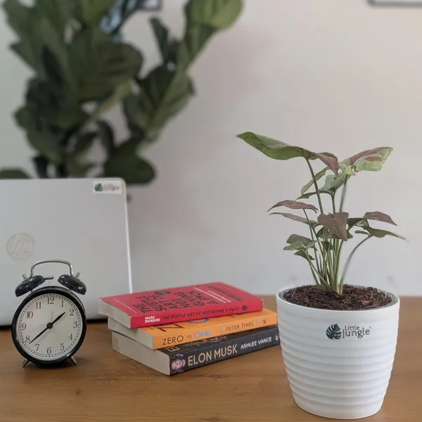 Syngonium_Strawberry_Milk,_With_White_Decor_Pot