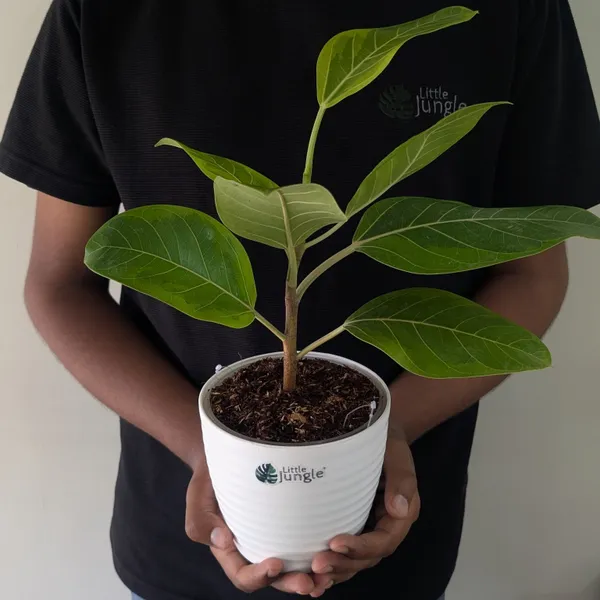 Ficus_Altissima,_With_White_Decor_Pot