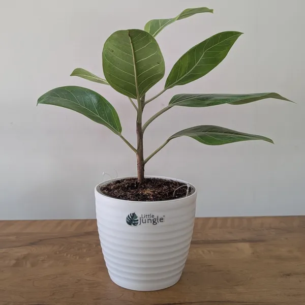Ficus_Altissima,_With_White_Decor_Pot