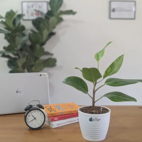 Ficus_Altissima,_With_White_Decor_Pot