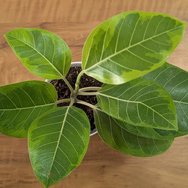 Ficus_Altissima,_With_White_Decor_Pot
