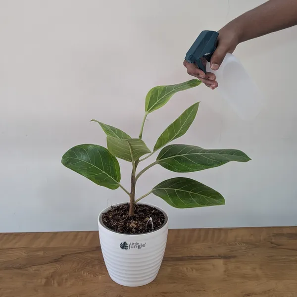 Ficus_Altissima,_With_White_Decor_Pot