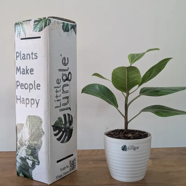 Ficus_Altissima,_With_White_Decor_Pot