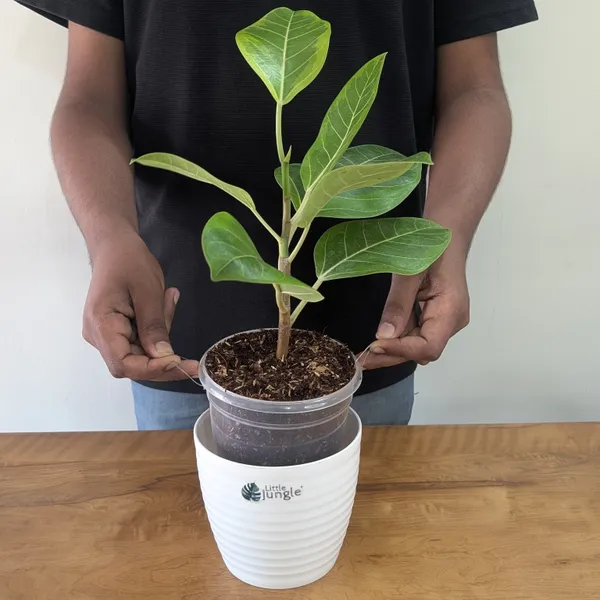 Ficus_Altissima,_With_White_Decor_Pot