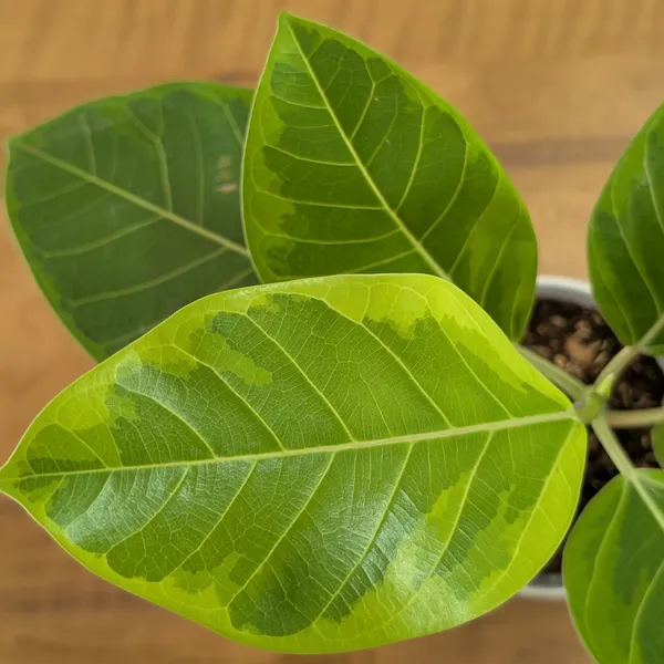 Ficus_Altissima,_With_White_Decor_Pot
