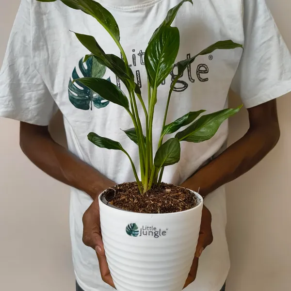 Peace_Lily,_With_White_Decor_Pot