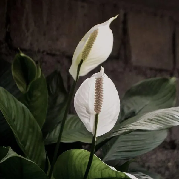 Peace_Lily,_With_White_Decor_Pot