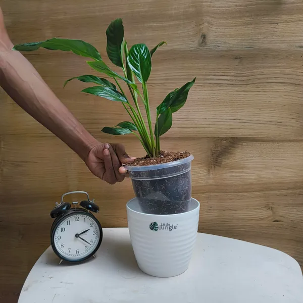 Peace_Lily,_With_White_Decor_Pot