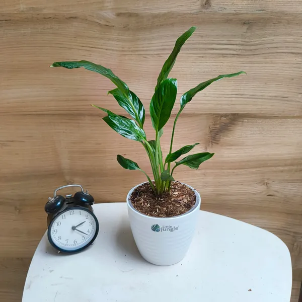 Peace_Lily,_With_White_Decor_Pot