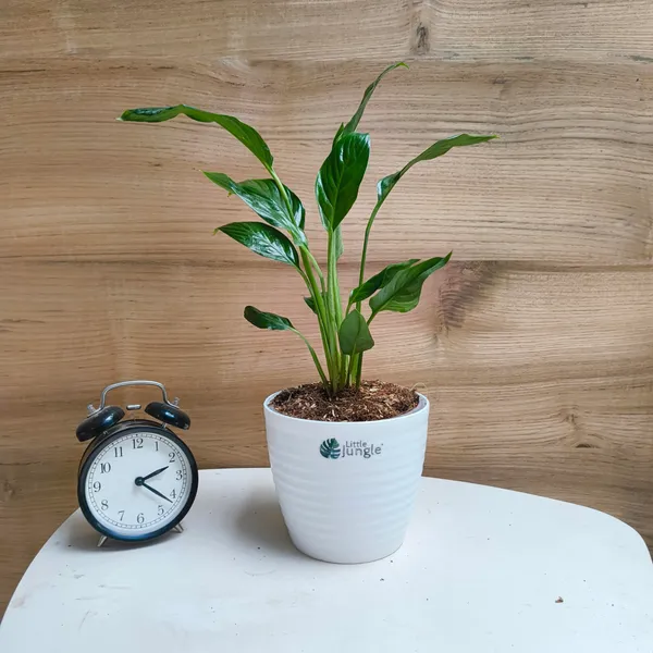 Peace_Lily,_With_White_Decor_Pot