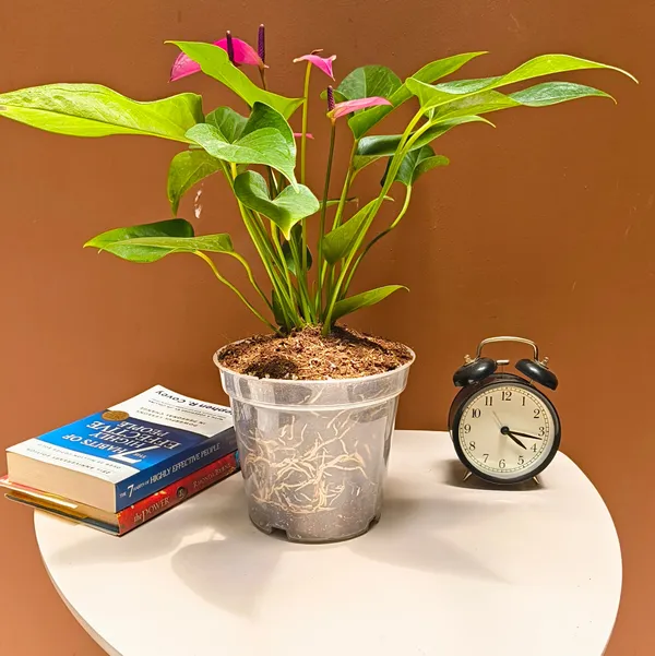 4.5_inches_Clear_Transparent_Nursery_Pots_For_Growing_,Repotting_,_Water_And_Root_Monitoring