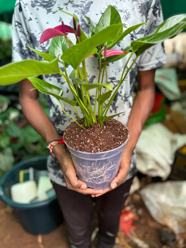 4.5_inches_Clear_Transparent_Nursery_Pots_For_Growing_,Repotting_,_Water_And_Root_Monitoring