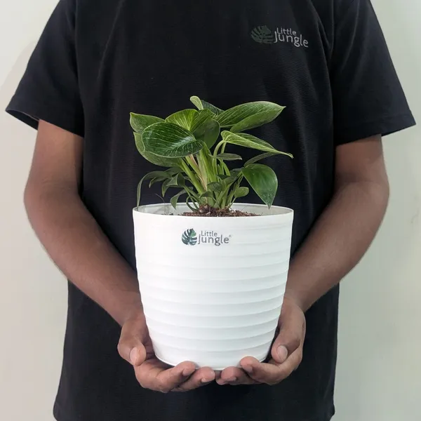 Decor_8_Planters_(Pack_of_4)_With_out_holes