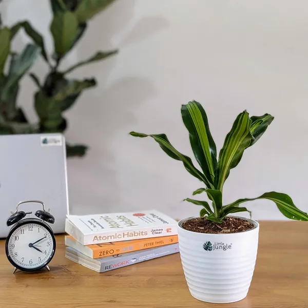 Dracaena_Dara_Singh,_With_White_Decor_Pot