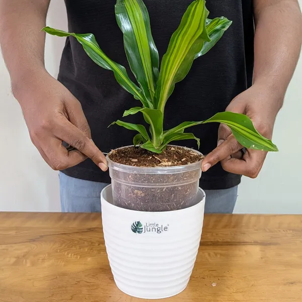 Dracaena_Dara_Singh,_With_White_Decor_Pot