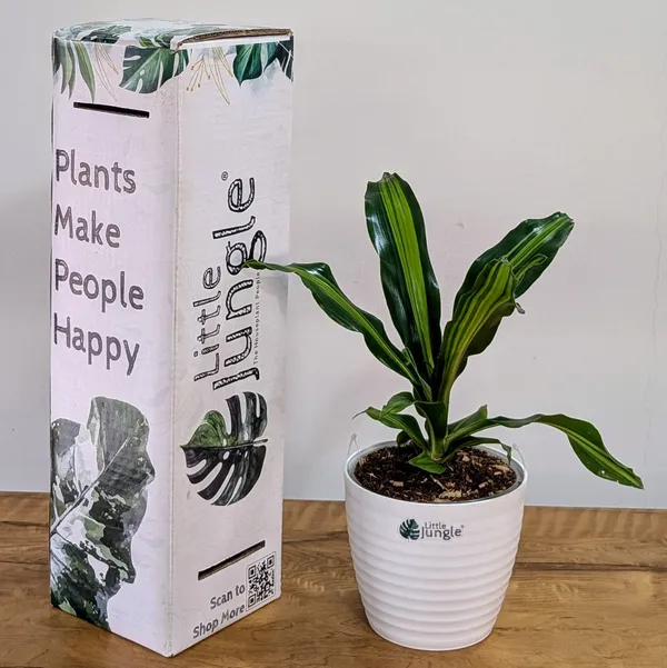 Dracaena_Dara_Singh,_With_White_Decor_Pot