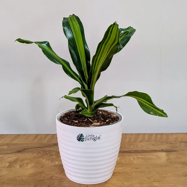 Dracaena_Dara_Singh,_With_White_Decor_Pot
