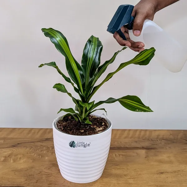 Dracaena_Dara_Singh,_With_White_Decor_Pot