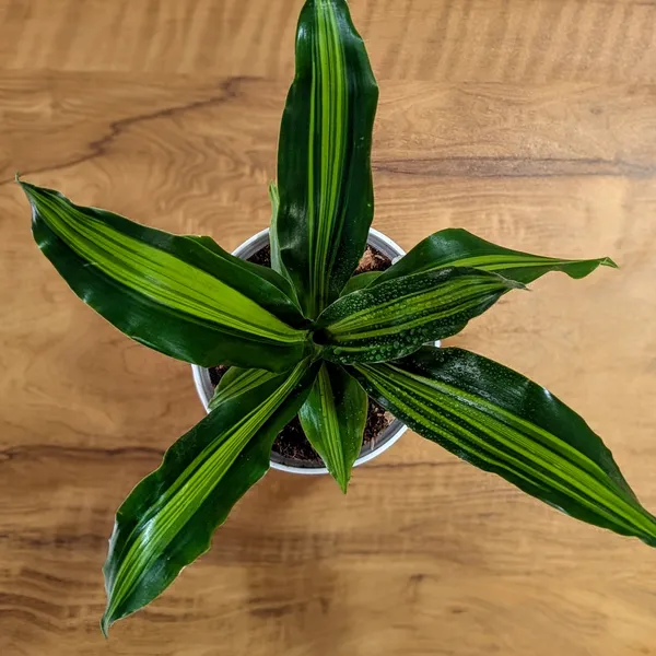 Dracaena_Dara_Singh,_With_White_Decor_Pot