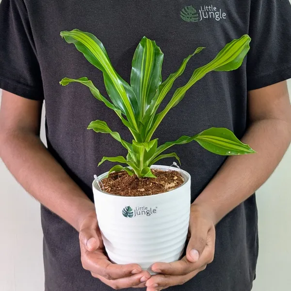 Dracaena_Dara_Singh,_With_White_Decor_Pot