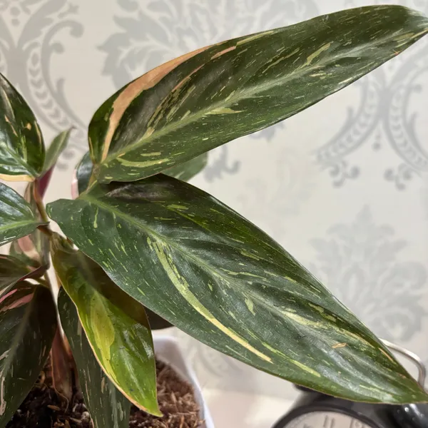 Calathea_Magic_Star,_With_White_Decor_Pot