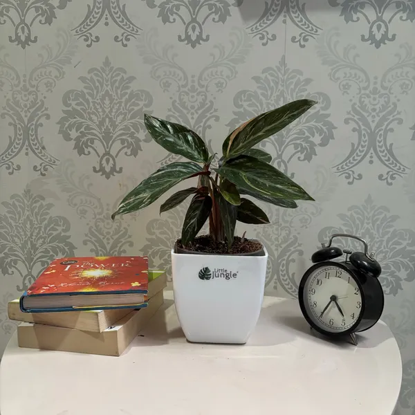 Calathea_Magic_Star,_With_White_Decor_Pot