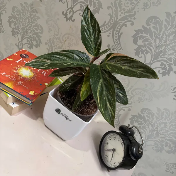 Calathea_Magic_Star,_With_White_Decor_Pot