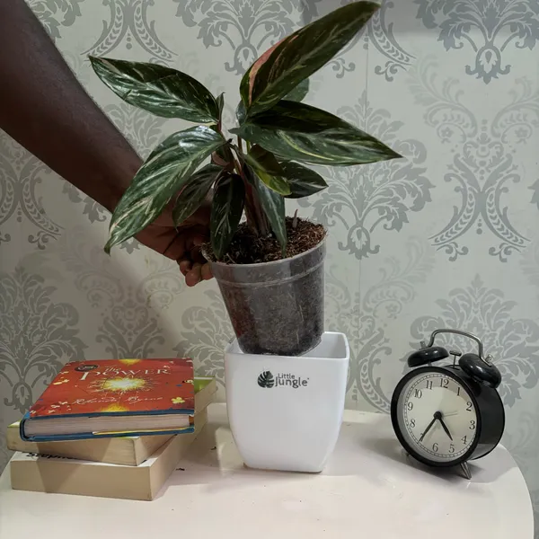 Calathea_Magic_Star,_With_White_Decor_Pot