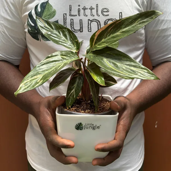 Calathea_Magic_Star,_With_White_Decor_Pot