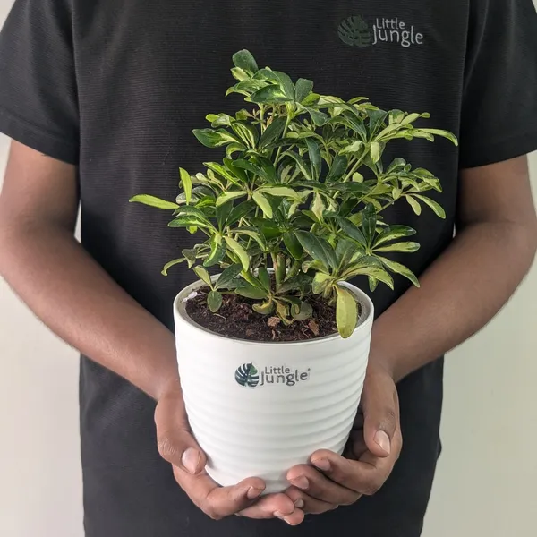 Schefflera_Miniature_Variegated,_With_White_Decor_Pot