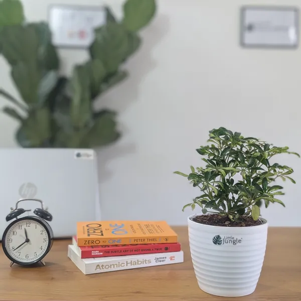 Schefflera_Miniature_Variegated,_With_White_Decor_Pot