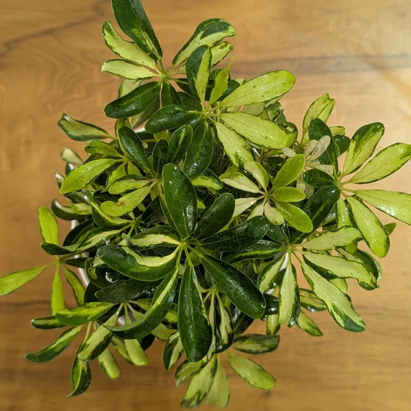 Schefflera_Miniature_Variegated,_With_White_Decor_Pot