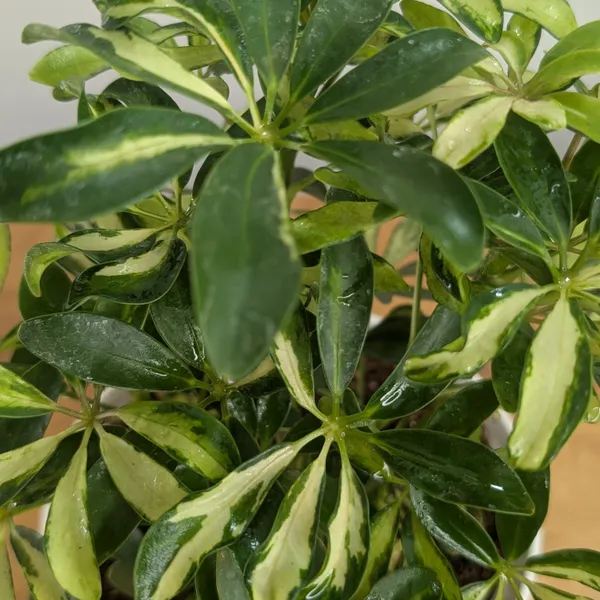 Schefflera_Miniature_Variegated,_With_White_Decor_Pot