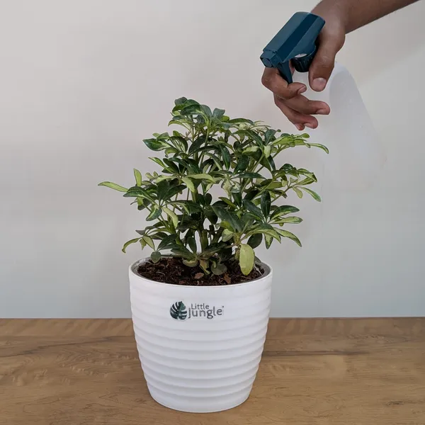 Schefflera_Miniature_Variegated,_With_White_Decor_Pot