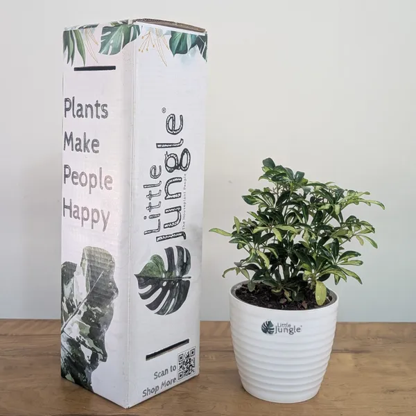 Schefflera_Miniature_Variegated,_With_White_Decor_Pot