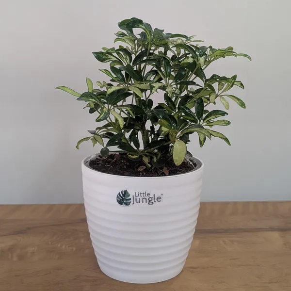 Schefflera_Miniature_Variegated,_With_White_Decor_Pot