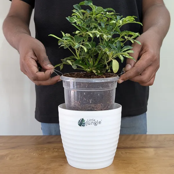 Schefflera_Miniature_Variegated,_With_White_Decor_Pot