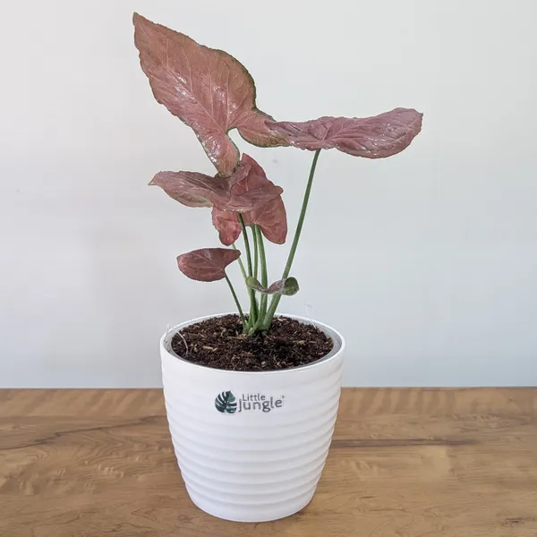 Syngonium_Orm_Nak,_With_White_Decor_Pot