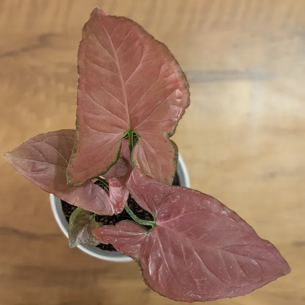 Syngonium_Orm_Nak,_With_White_Decor_Pot
