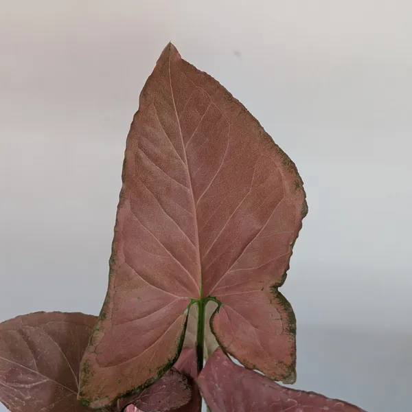 Syngonium_Orm_Nak,_With_White_Decor_Pot