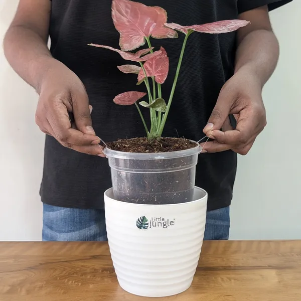 Syngonium_Orm_Nak,_With_White_Decor_Pot