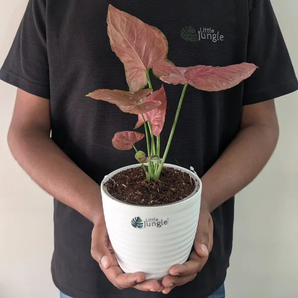 Syngonium_Orm_Nak,_With_White_Decor_Pot