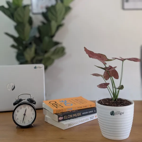Syngonium_Orm_Nak,_With_White_Decor_Pot