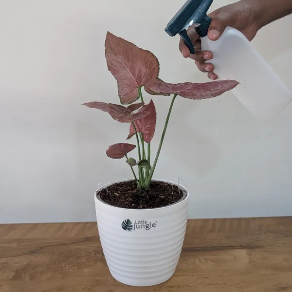 Syngonium_Orm_Nak,_With_White_Decor_Pot