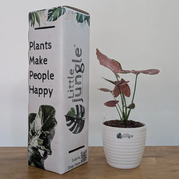 Syngonium_Orm_Nak,_With_White_Decor_Pot