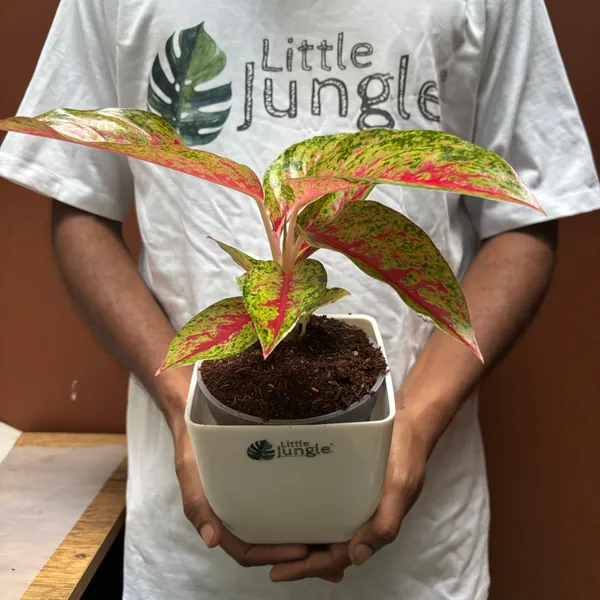 Aglaonema_Rotundum_Red,_With_White_Decor_Pot