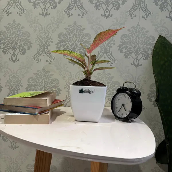 Aglaonema_Rotundum_Red,_With_White_Decor_Pot