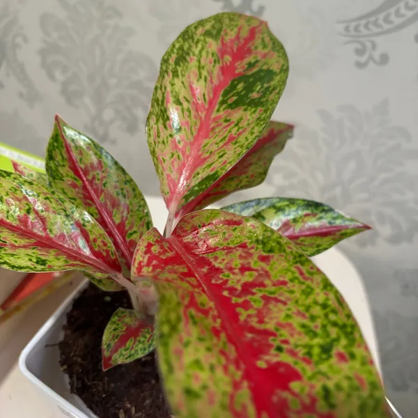 Aglaonema_Rotundum_Red,_With_White_Decor_Pot